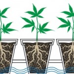Cannabis flood irrigation