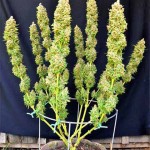 Main-Lining technique growing marijuana
