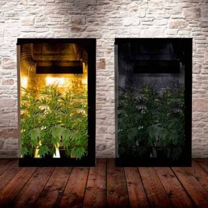 Photoperiod for cannabis plants