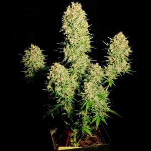 High-Yielding Cannabis strains