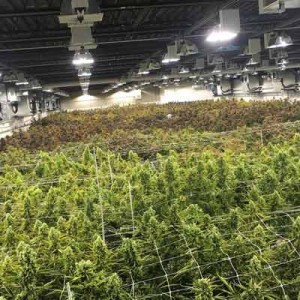 Cannabis yield growing indoors