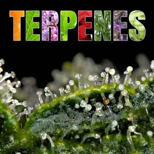 Terpenes: Analysis and benefits