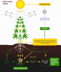 No-till farming applied to cannabis