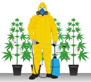Disinfect a cannabis grow-room