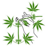 le supercropping applique au cannabis