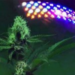 cannabis sous LEDs