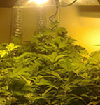 Cultivo cannabis de sea of gree