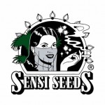 Semillas de marihuana Sensi Seeds recomendadas