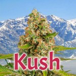 Kush - Historia, cultivo y sus mejores variedades.